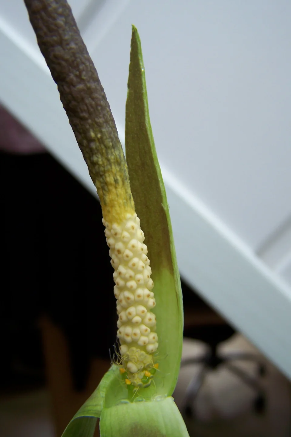 Amorphophallus aberrans