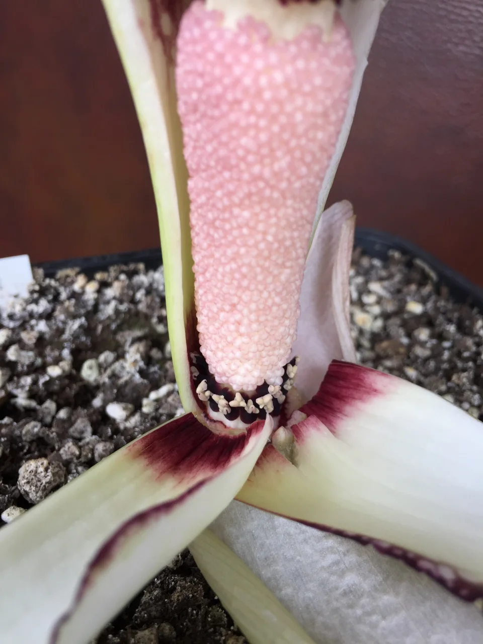 Amorphophallus fornicatus