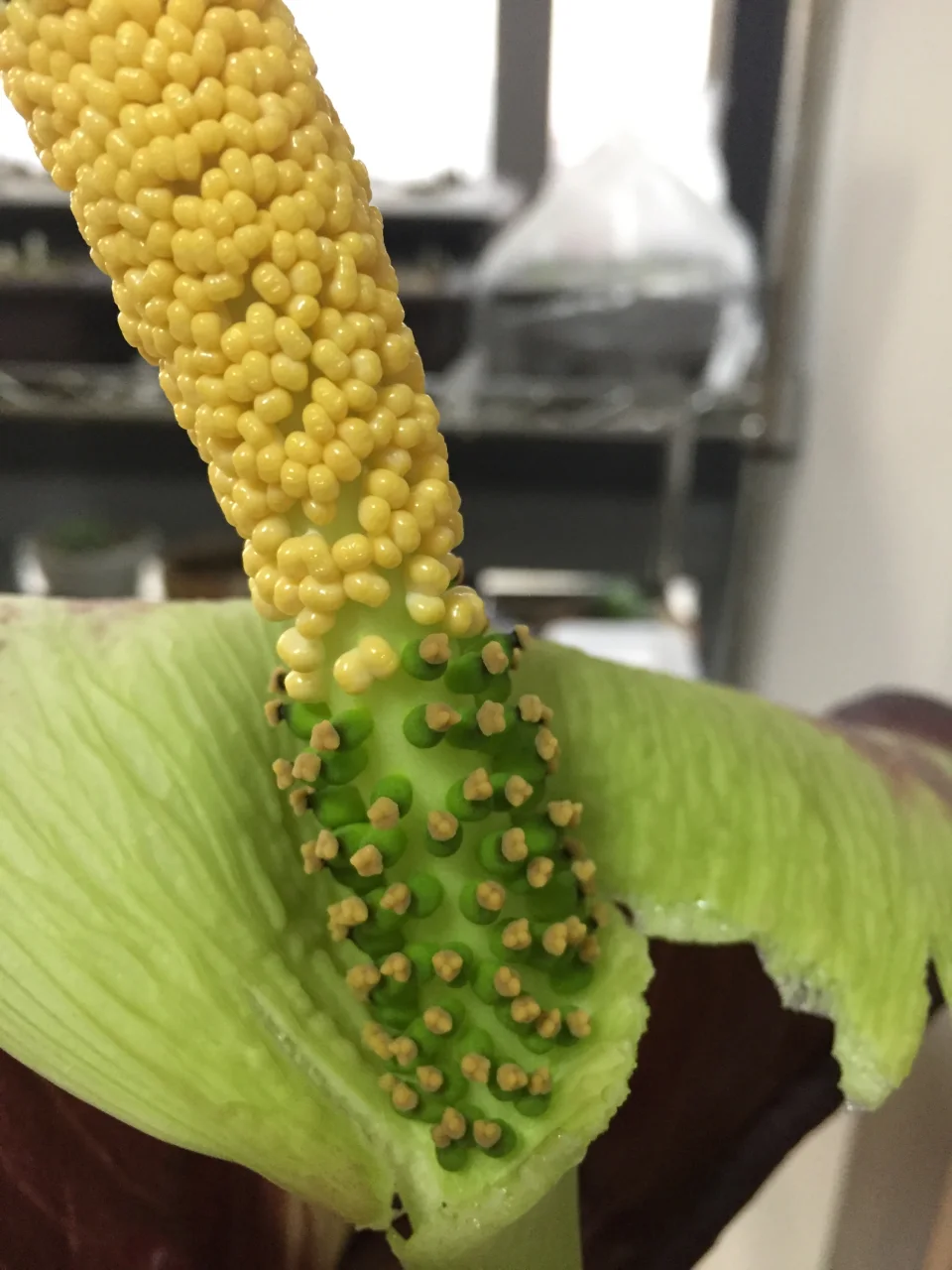 Amorphophallus taurostigma