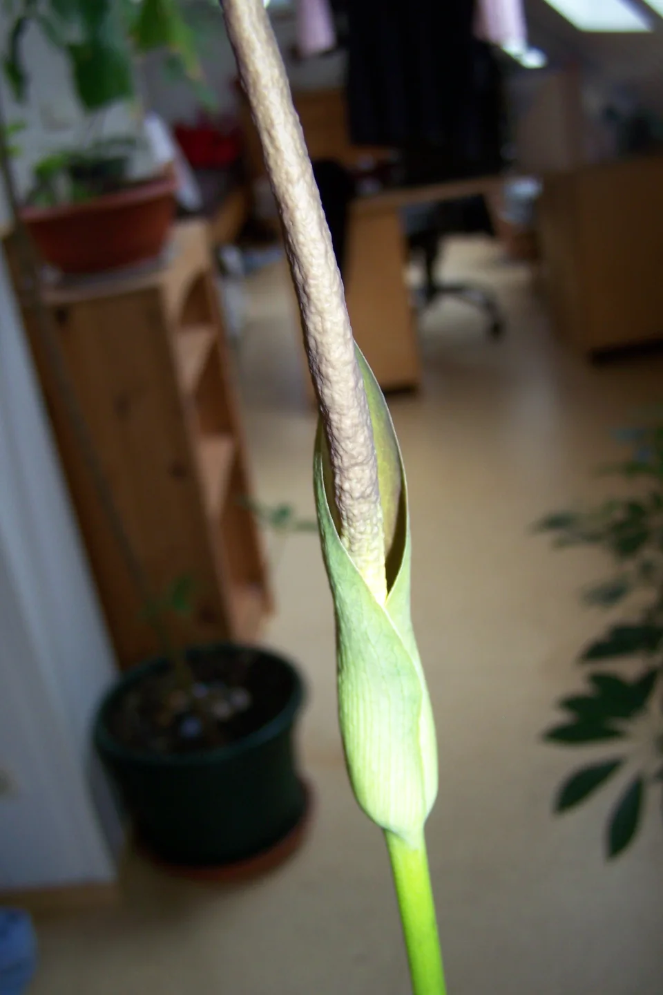 Amorphophallus aberrans
