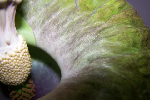 Amorphophallus lewallei