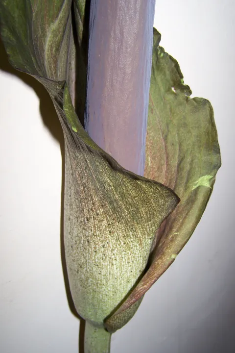 Amorphophallus taurostigma