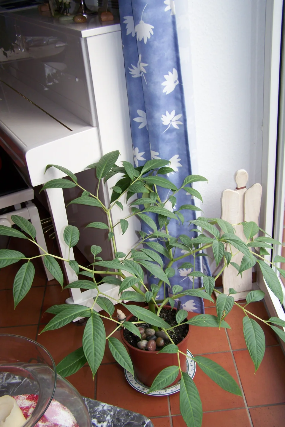 Amorphophallus brachyphyllus