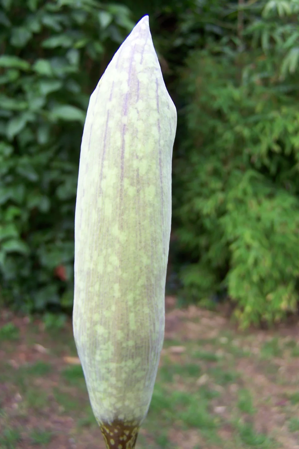 Amorphophallus beccarii
