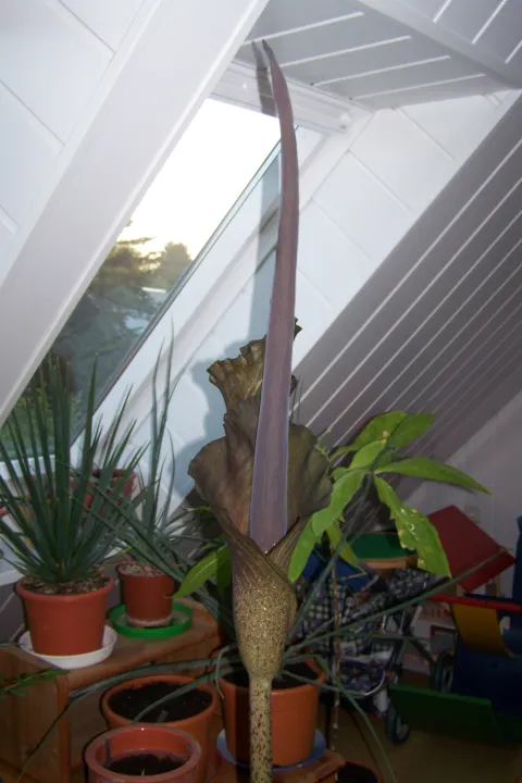 Amorphophallus taurostigma