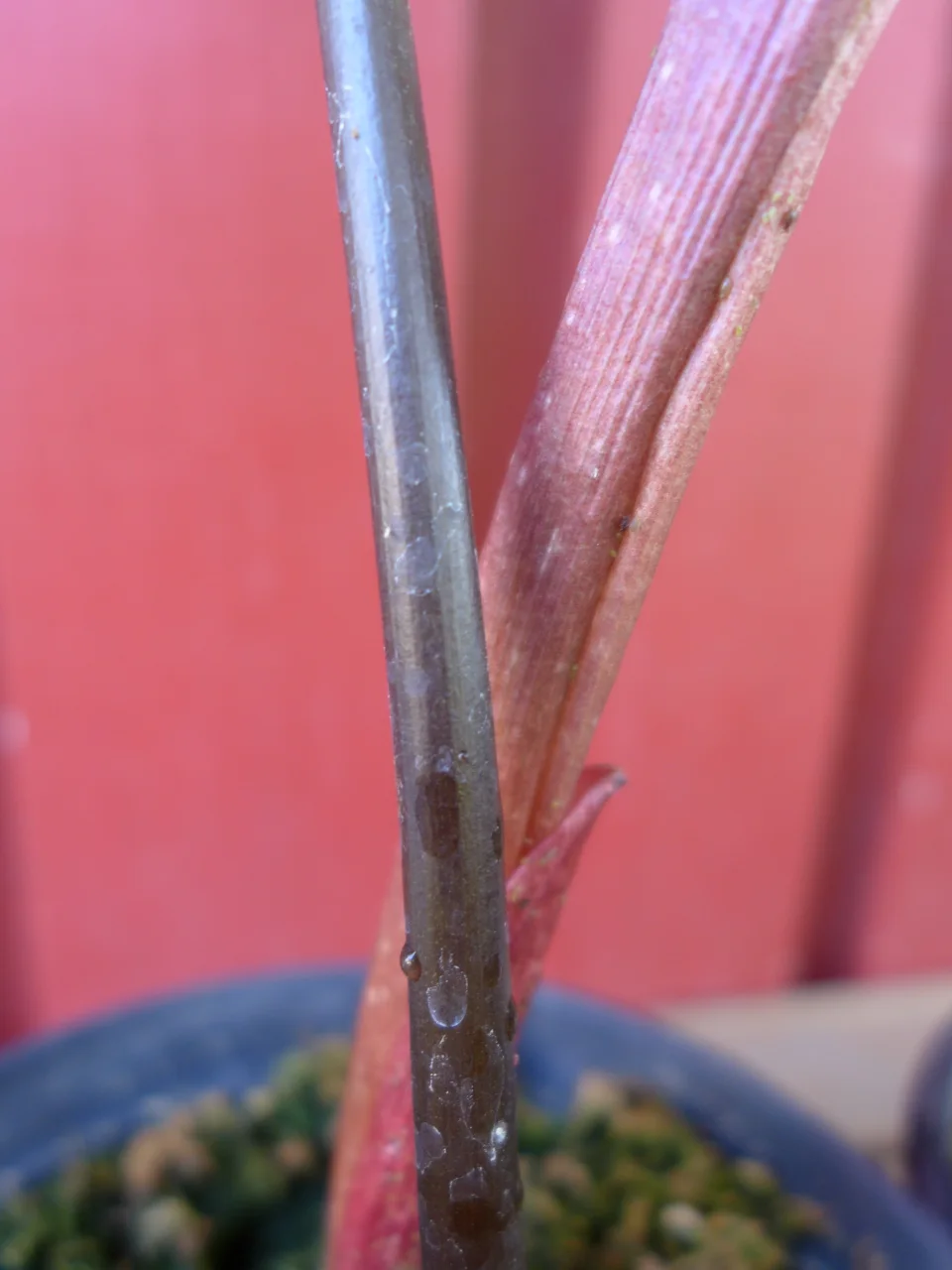 Amorphophallus aff. beccarii