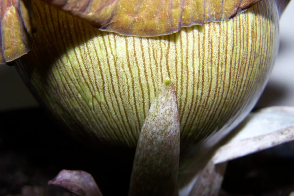 Amorphophallus impressus
