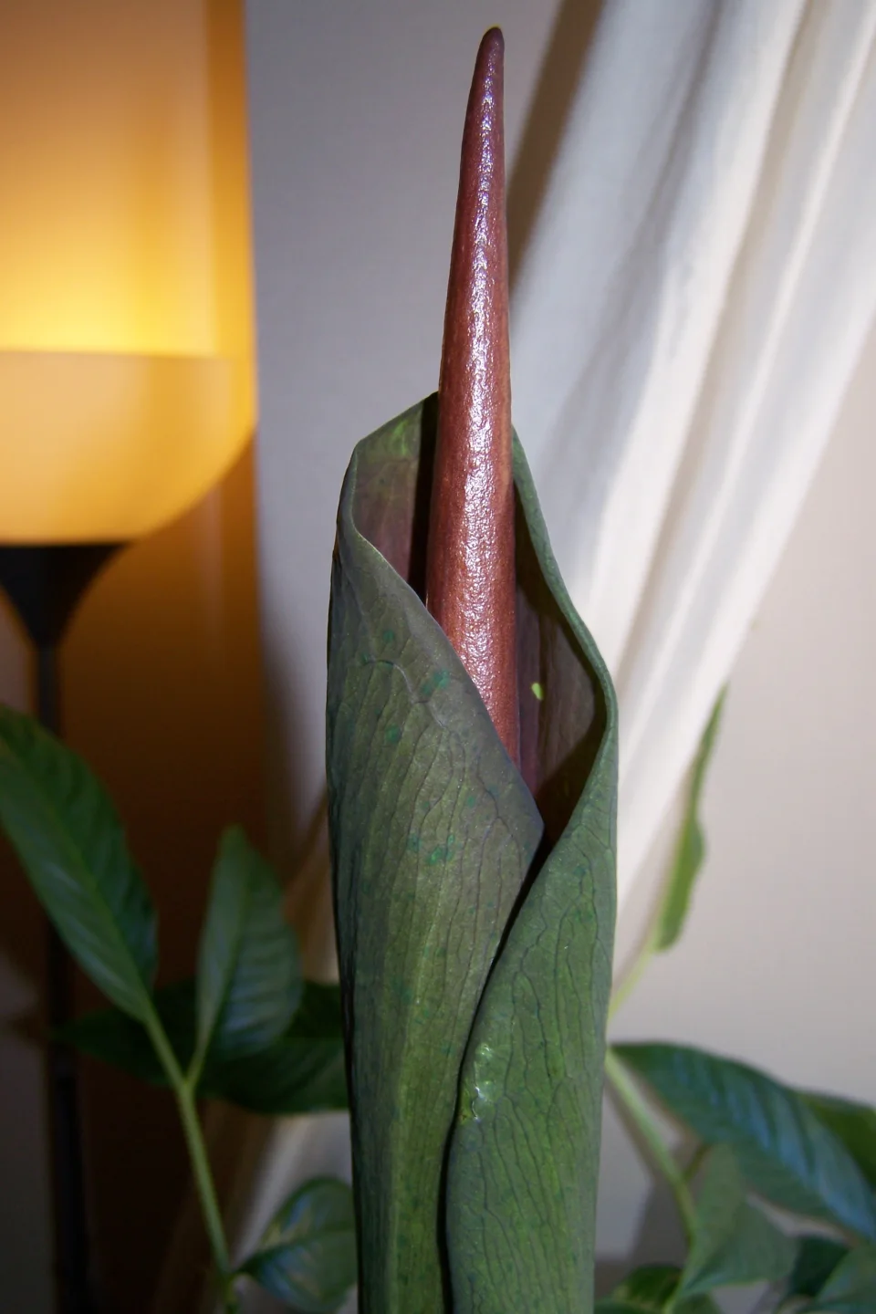 Amorphophallus borneensis