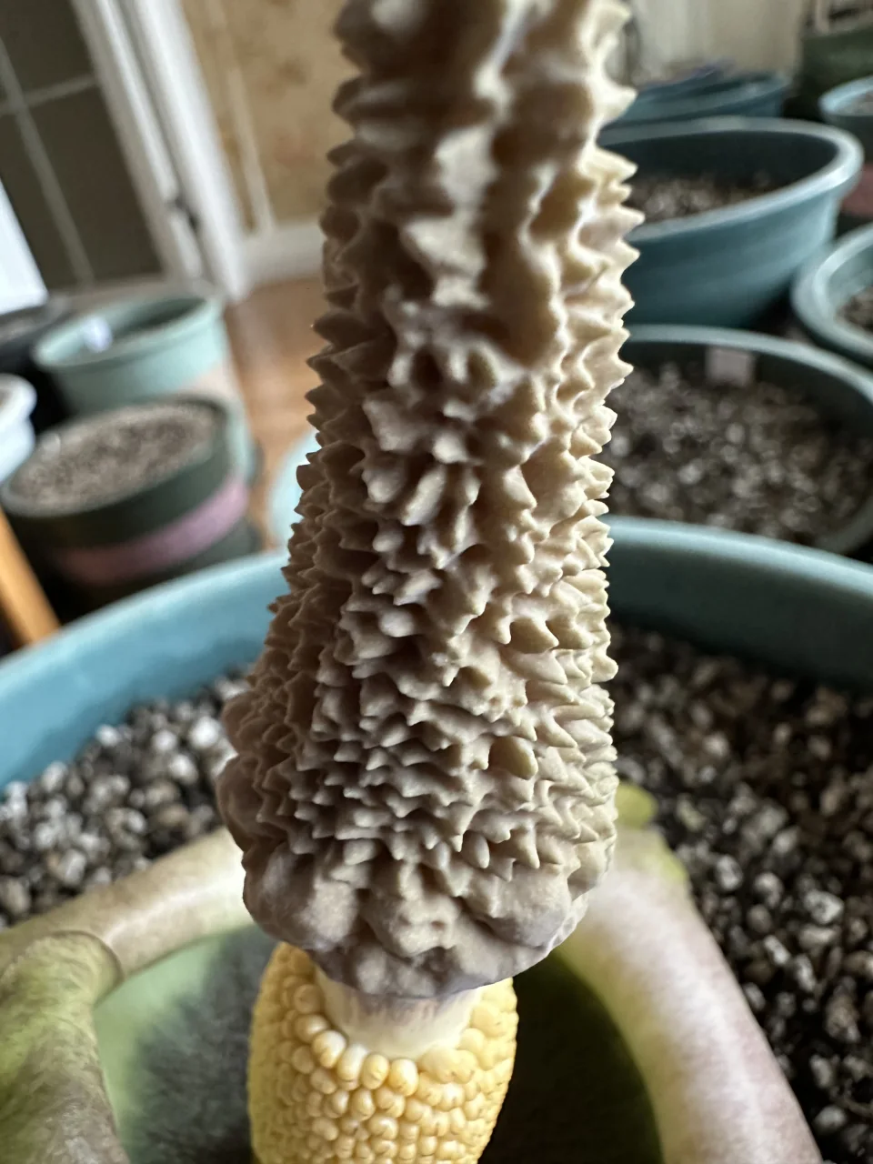 Amorphophallus lewallei