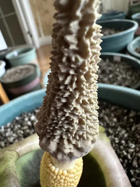 Amorphophallus lewallei