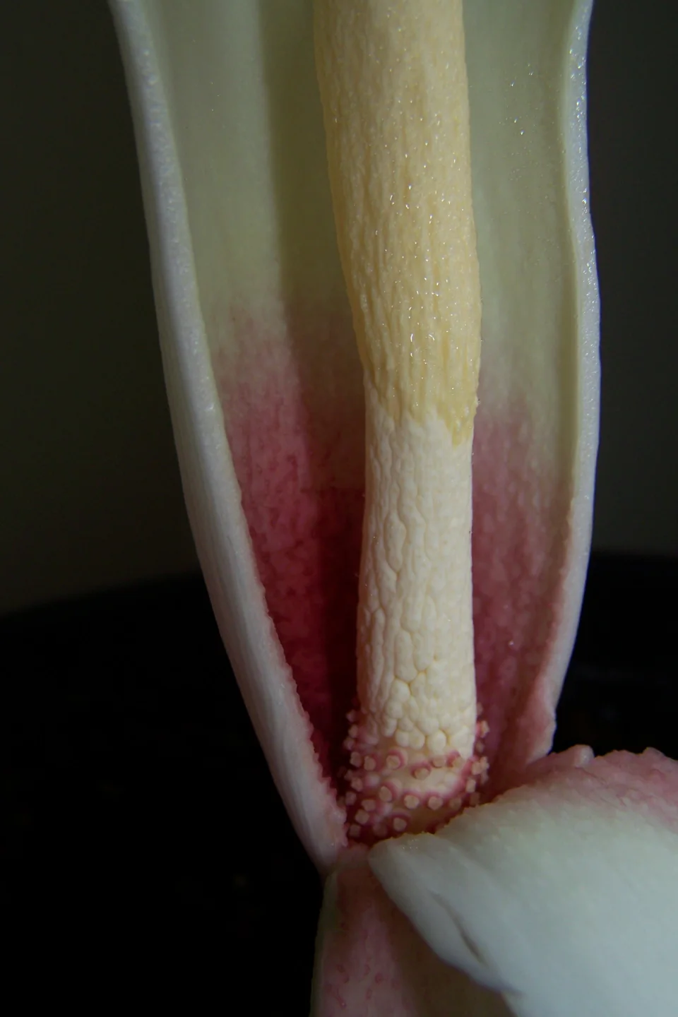 Amorphophallus brachyphyllus