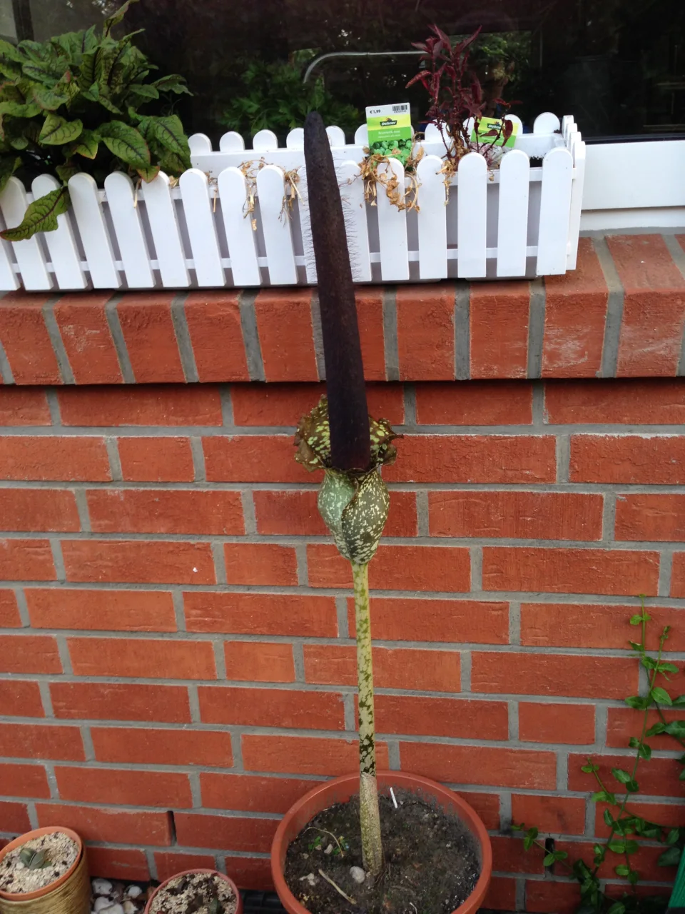 Amorphophallus hirtus