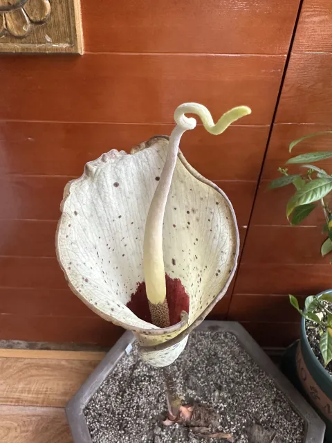 Amorphophallus hayi