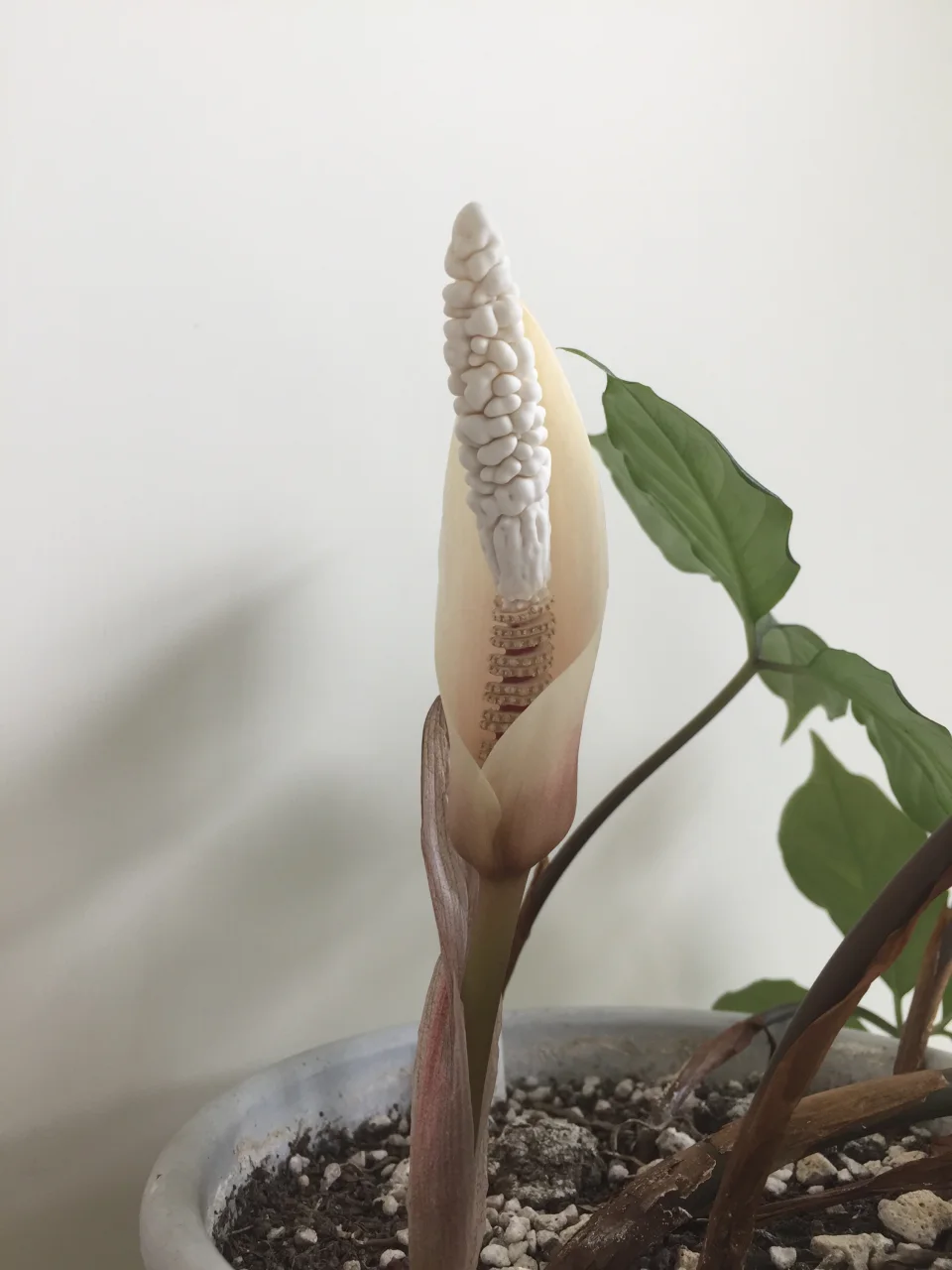 Amorphophallus verticillatus