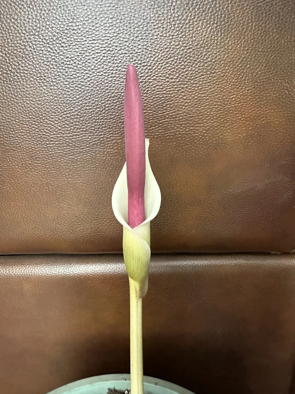 Amorphophallus haematospadix
