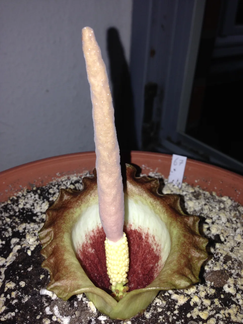 Amorphophallus eichleri