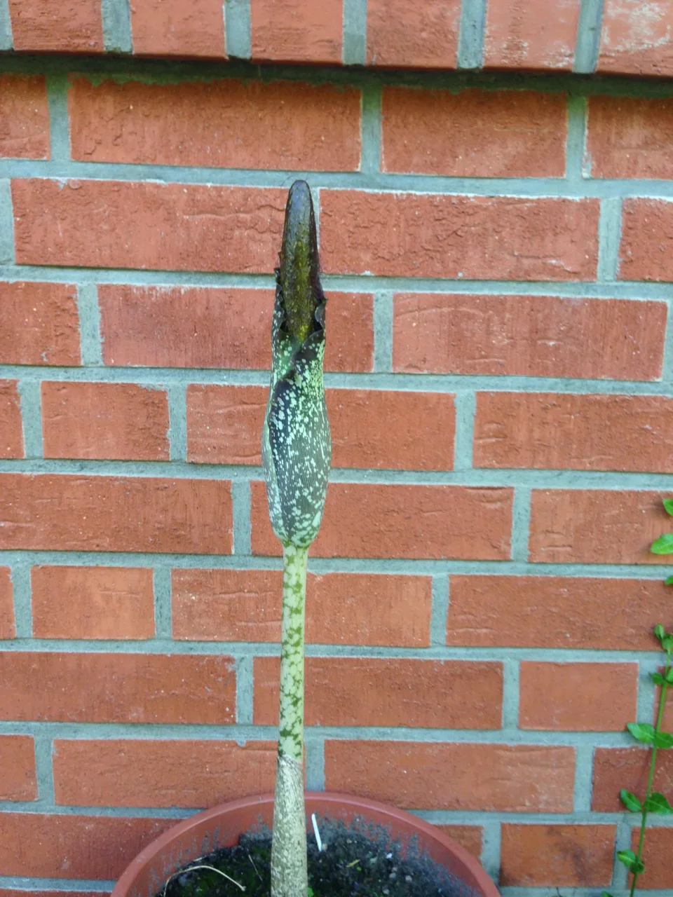 Amorphophallus hirtus
