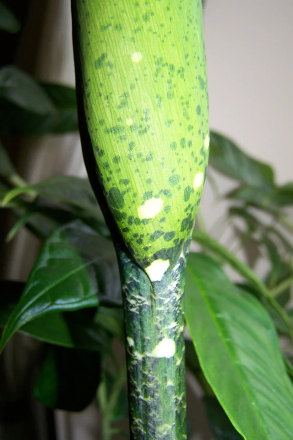 Amorphophallus borneensis