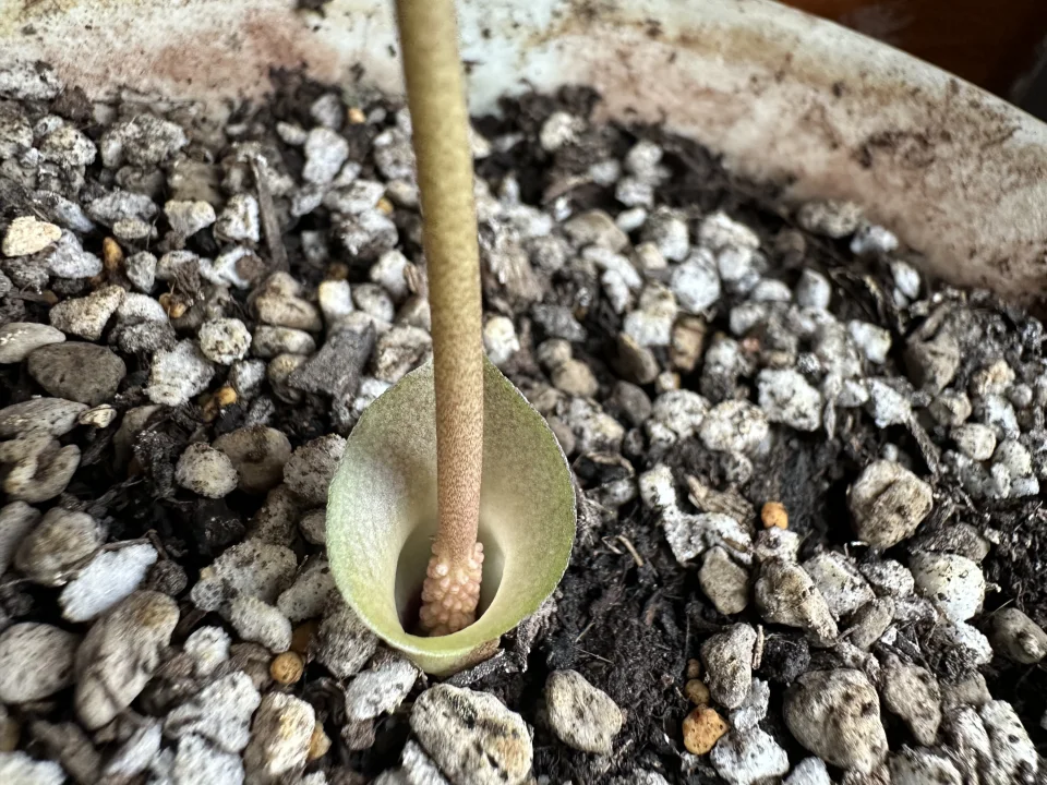 Amorphophallus obscurus
