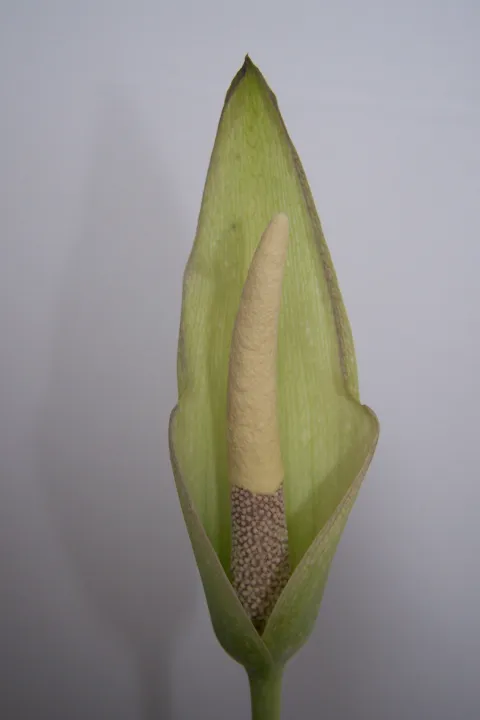 Amorphophallus longituberosus