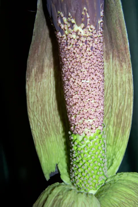 Amorphophallus taurostigma