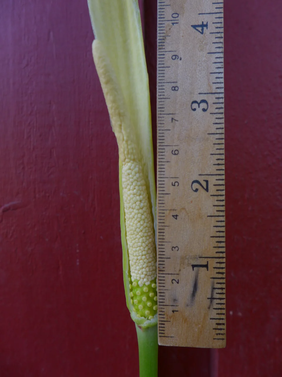 Amorphophallus aff. beccarii