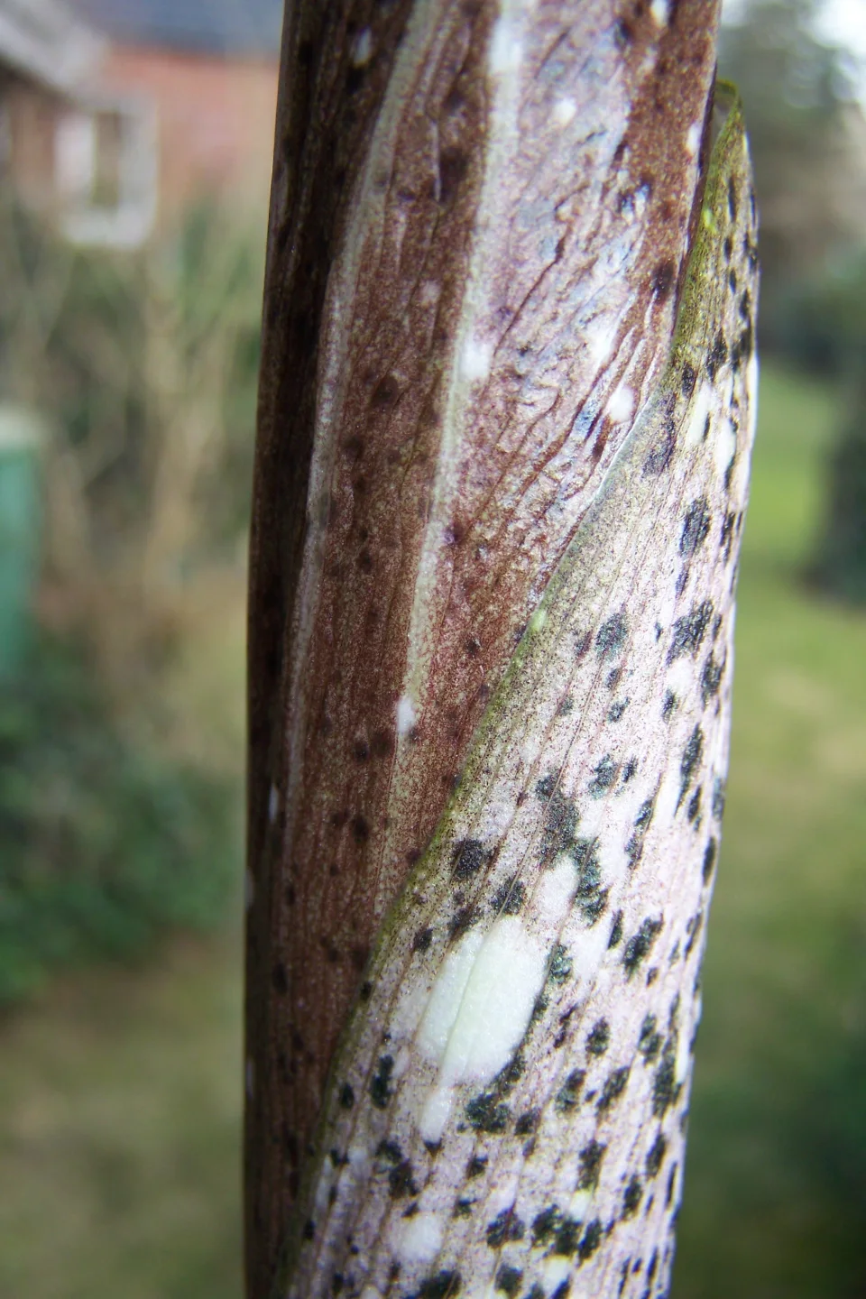 Amorphophallus dactylifer