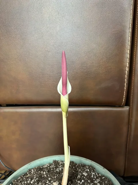 Amorphophallus haematospadix
