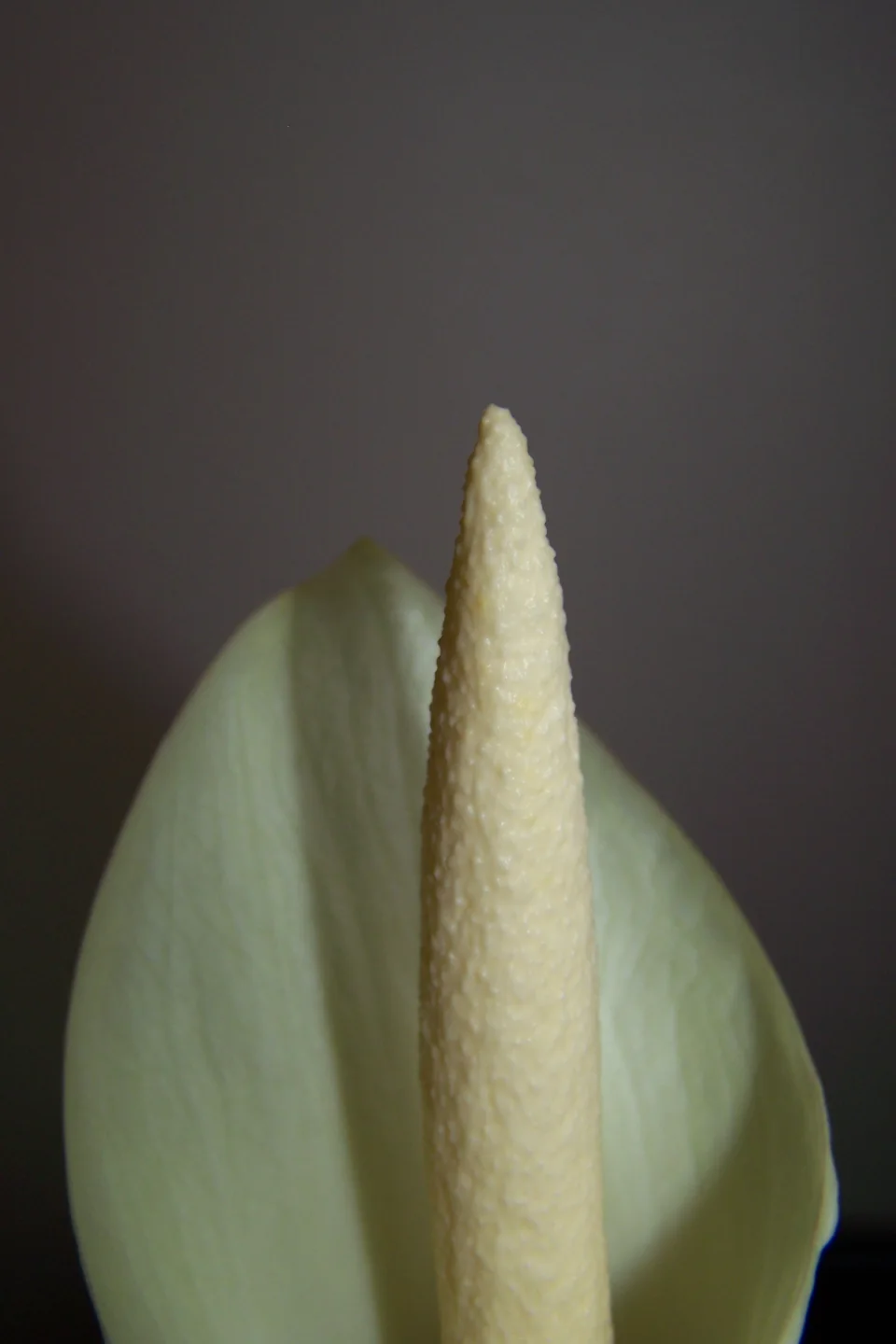 Amorphophallus brachyphyllus