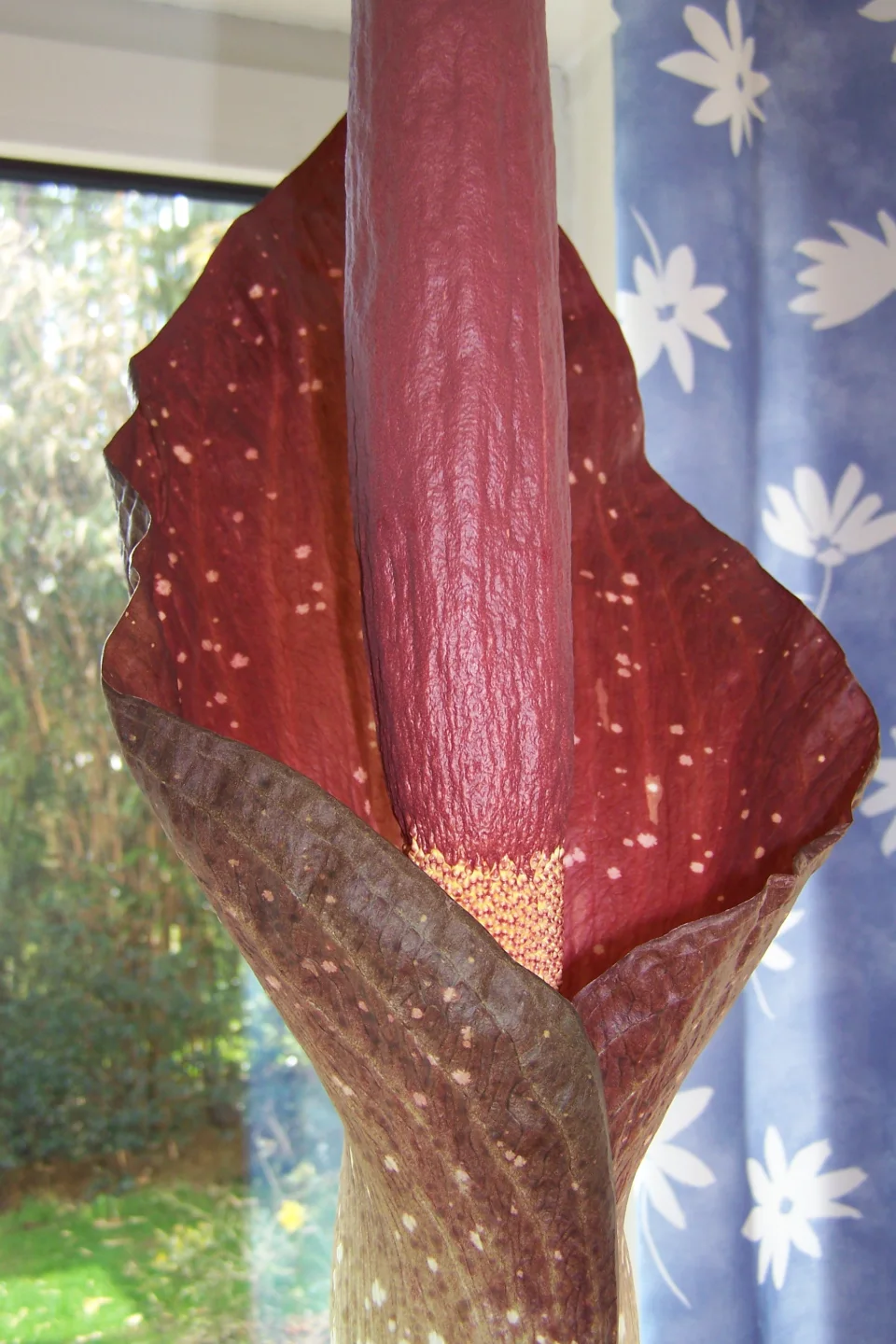 Amorphophallus dactylifer