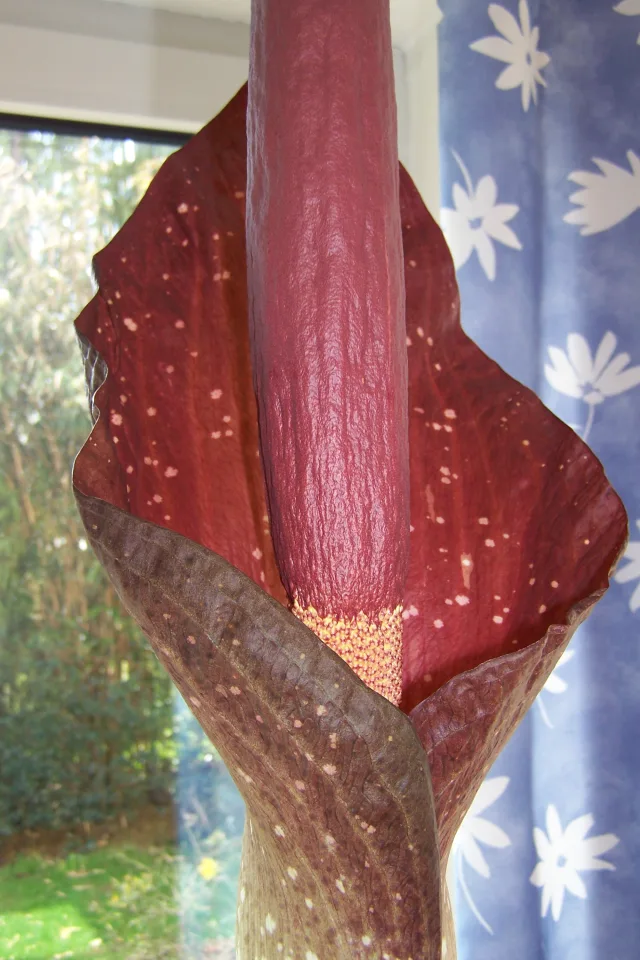 Amorphophallus dactylifer