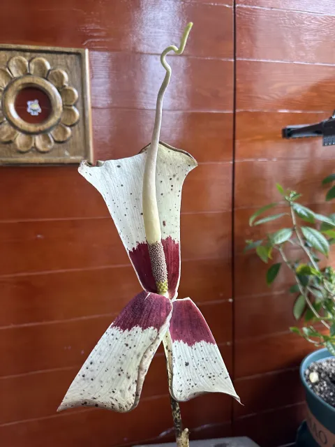 Amorphophallus hayi