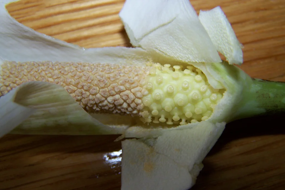 Amorphophallus beccarii