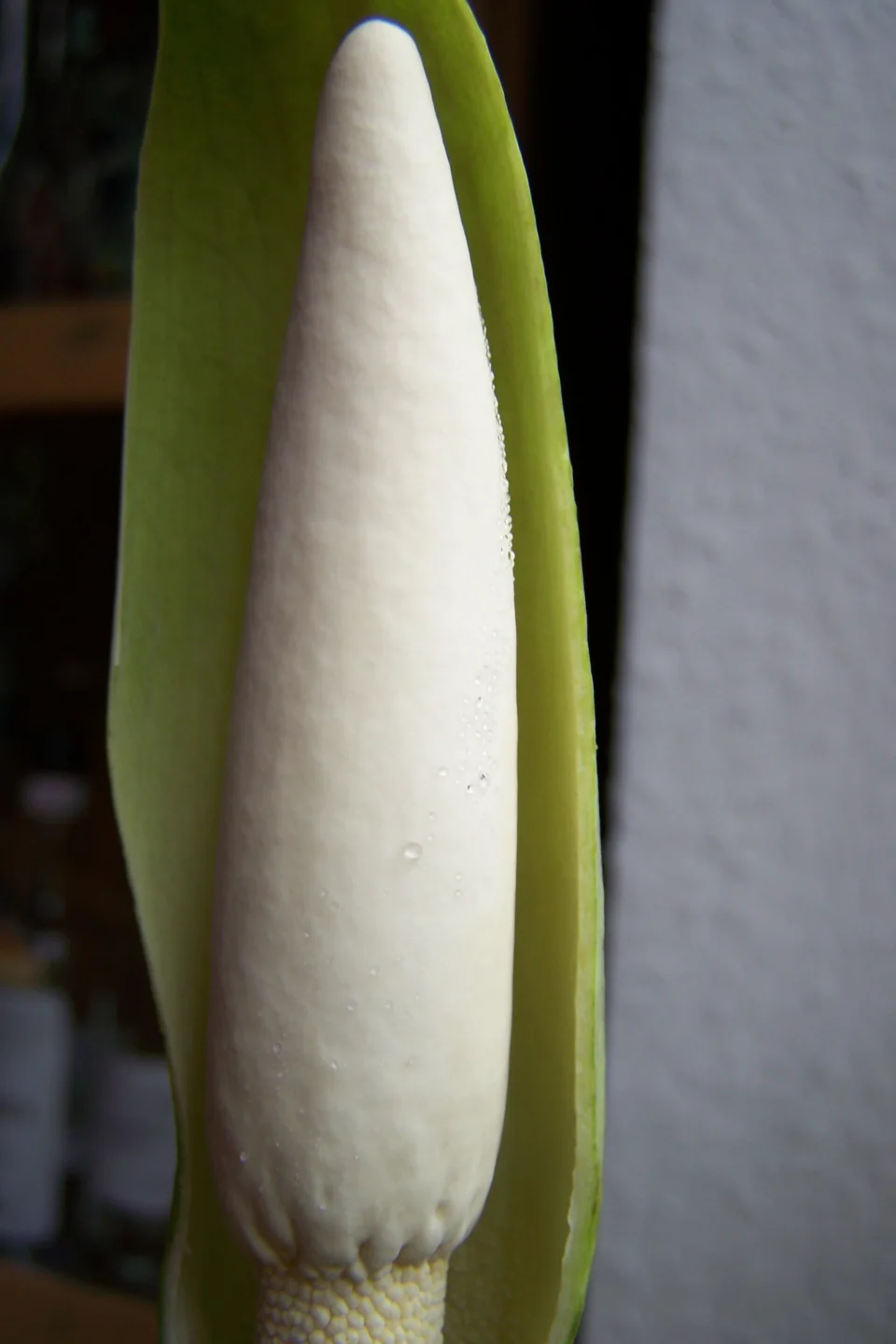 Amorphophallus beccarii