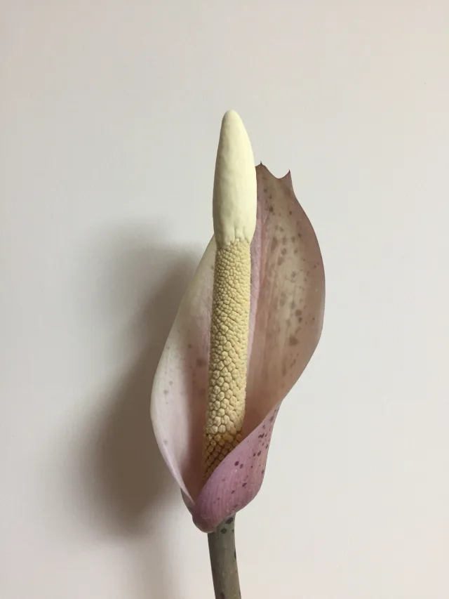 Amorphophallus carneus