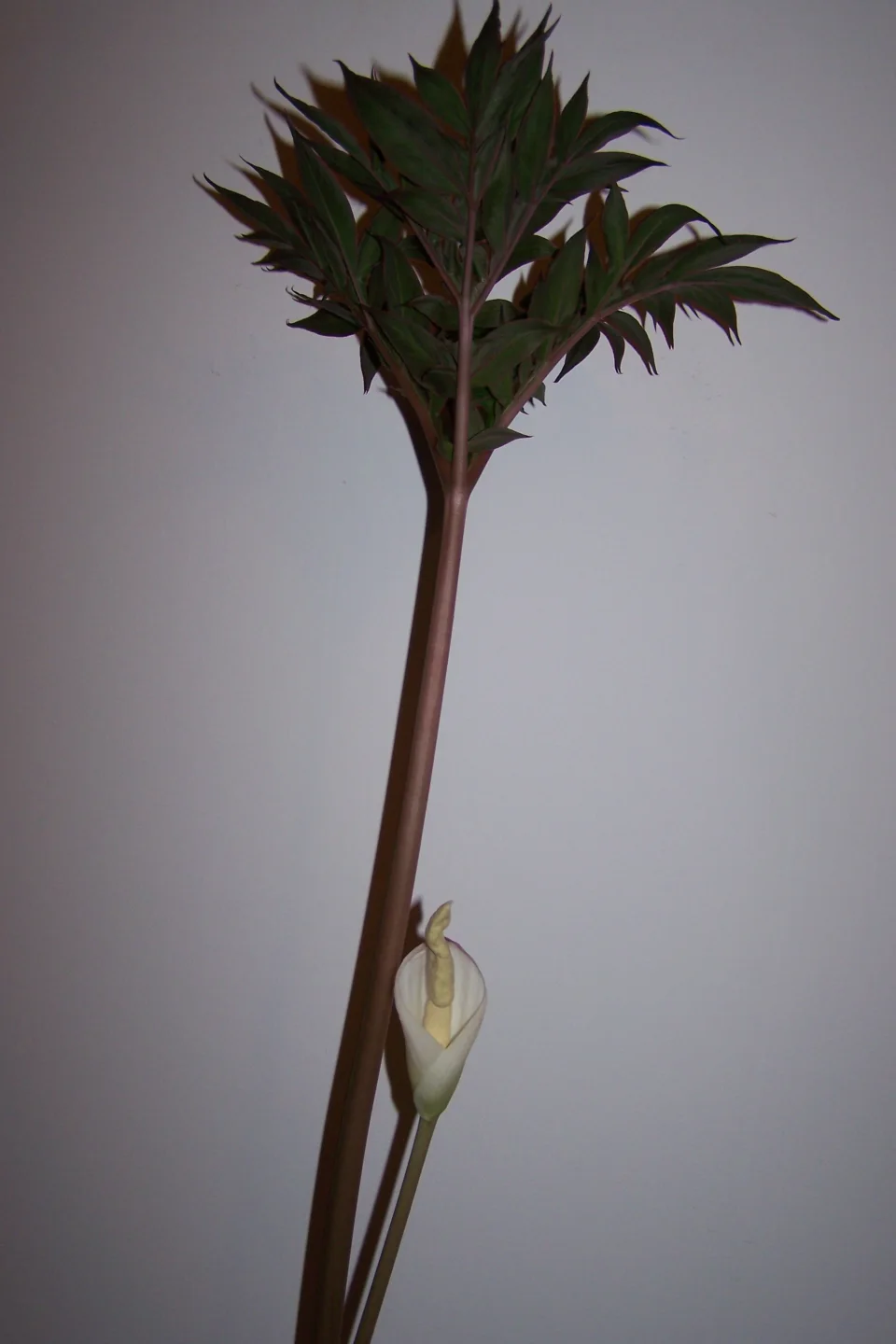 Amorphophallus operculatus