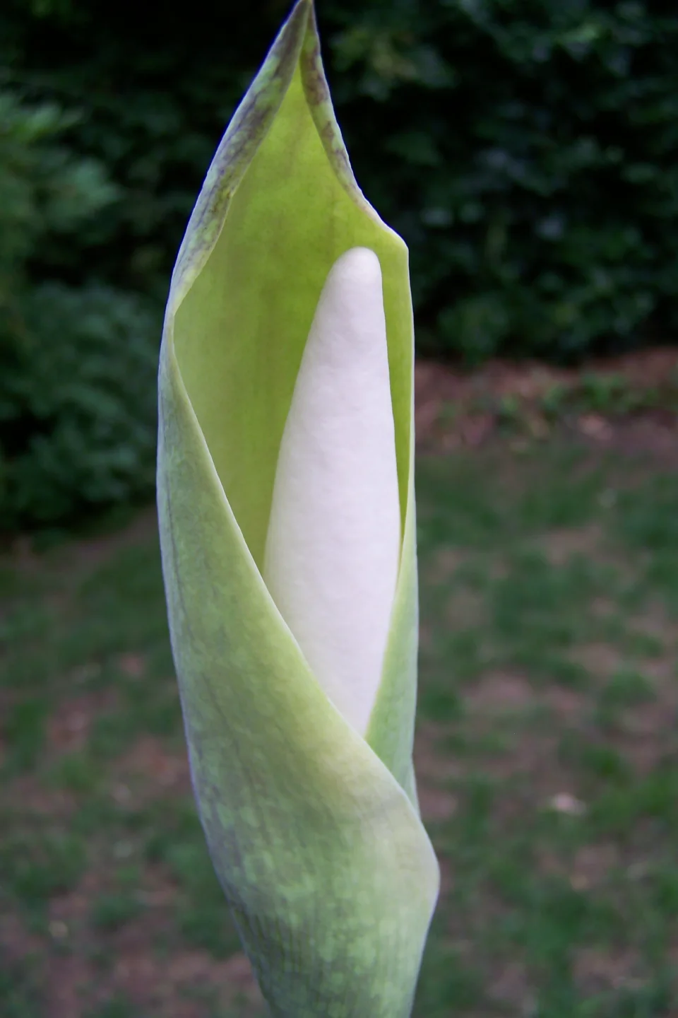 Amorphophallus beccarii
