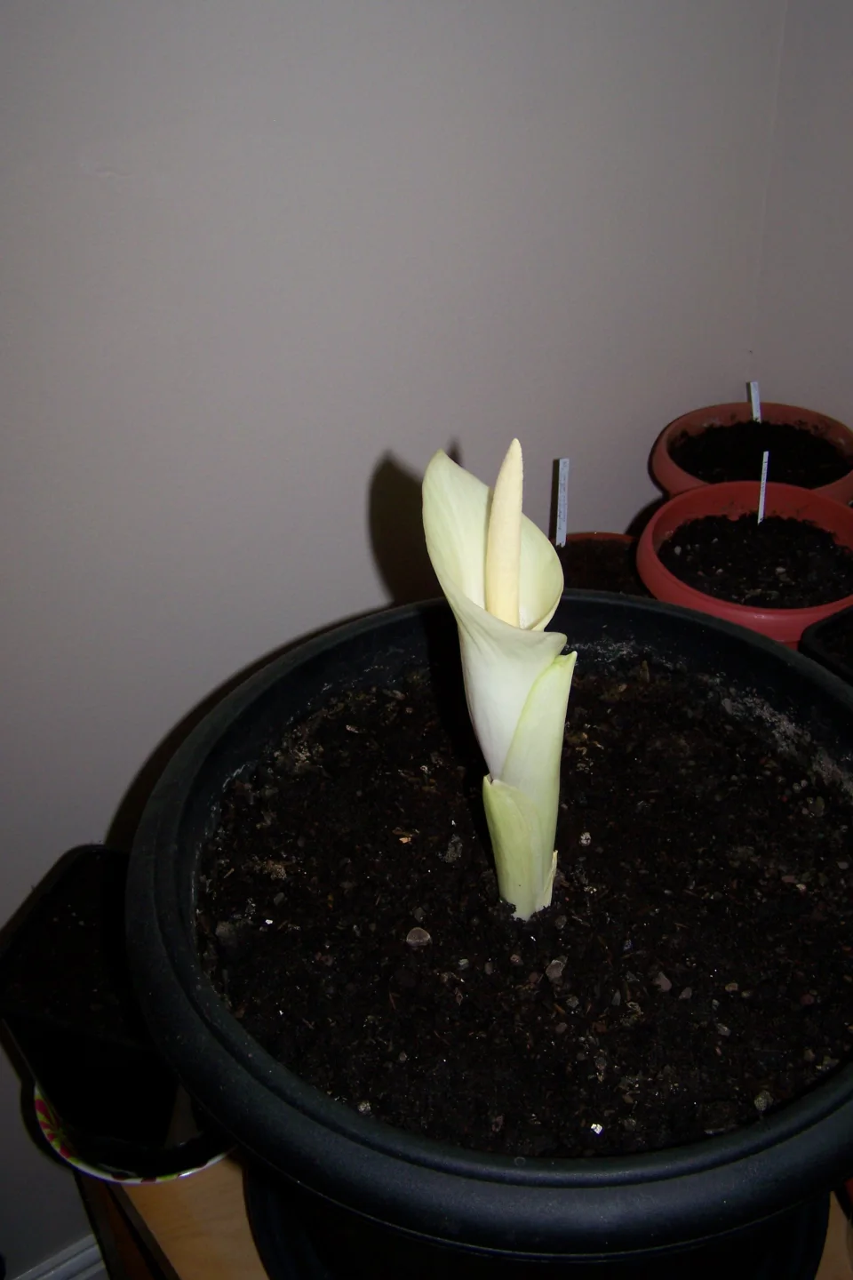 Amorphophallus brachyphyllus