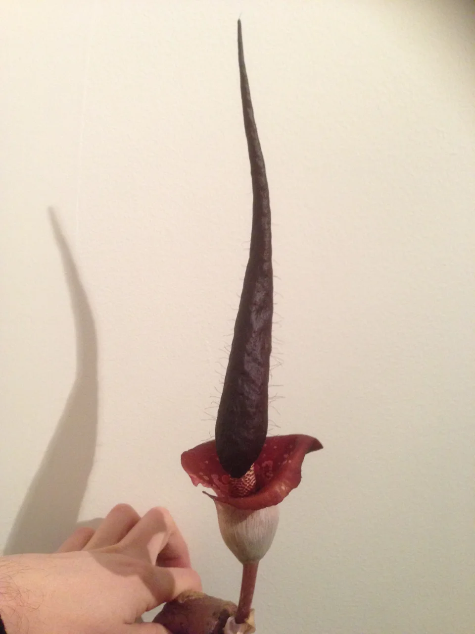 Amorphophallus cirrifer