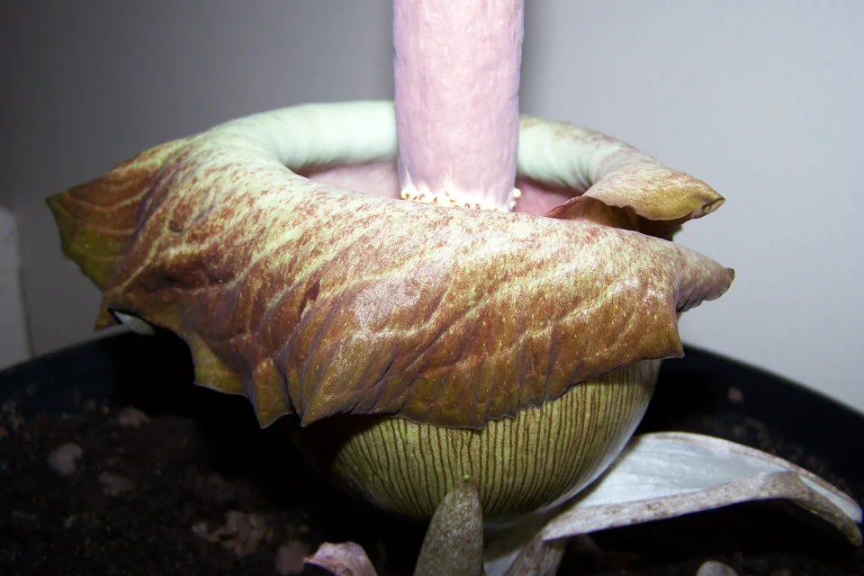 Amorphophallus impressus