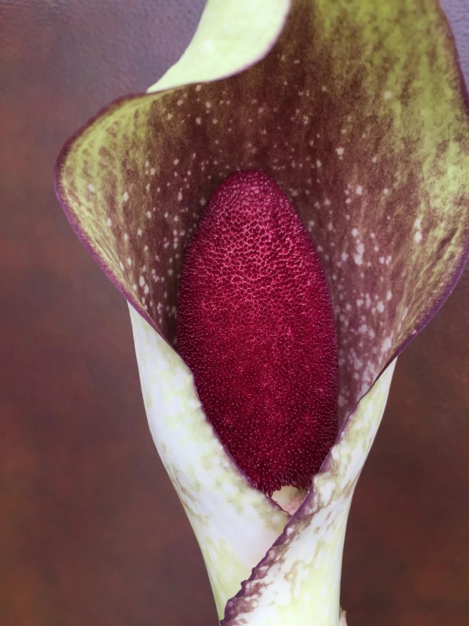 Amorphophallus fornicatus