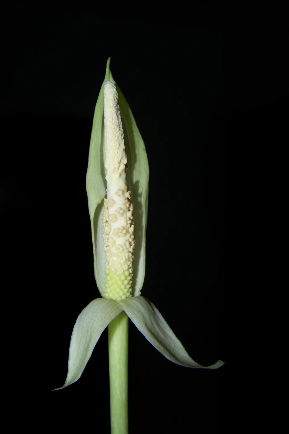 Amorphophallus fallax