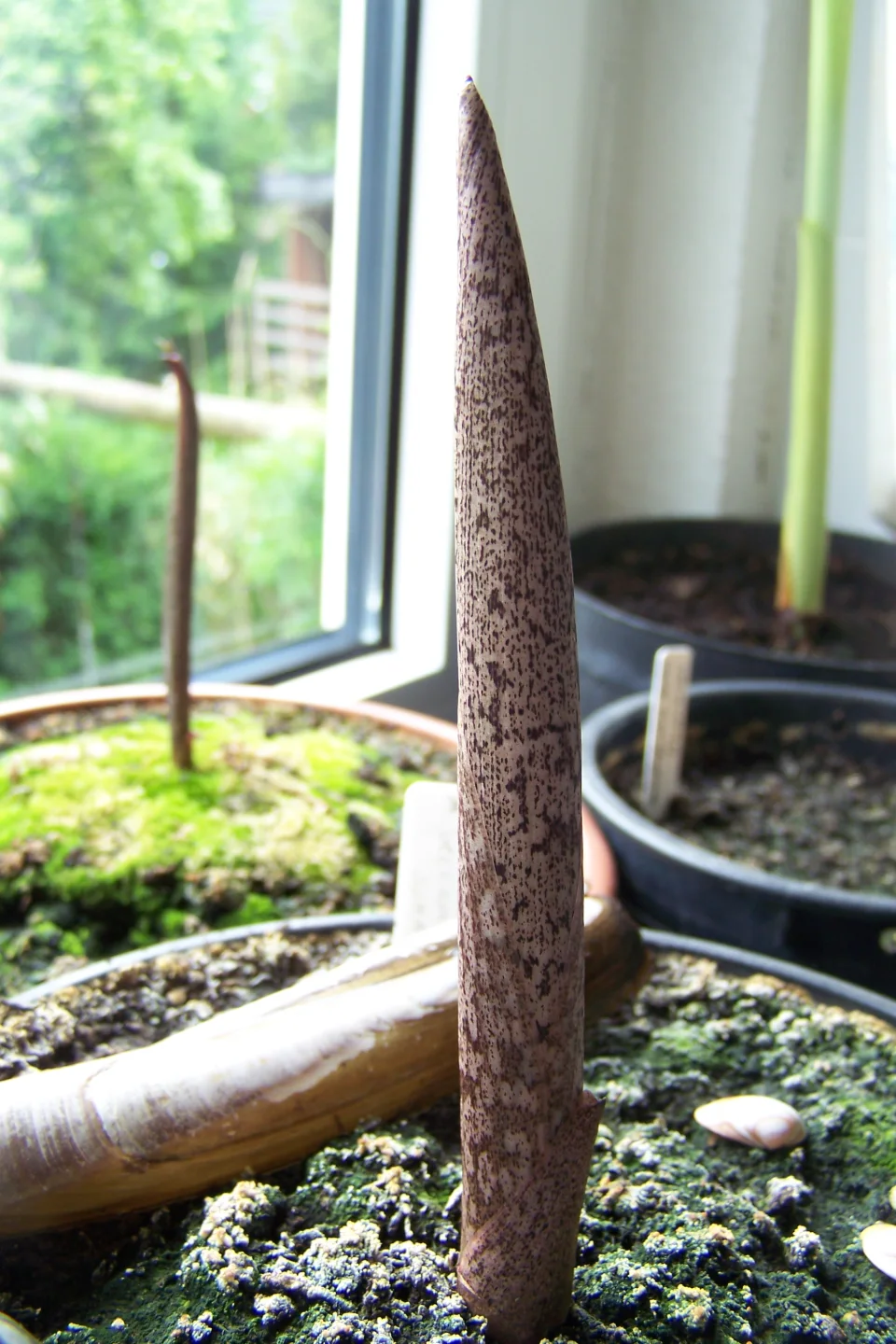 Amorphophallus beccarii