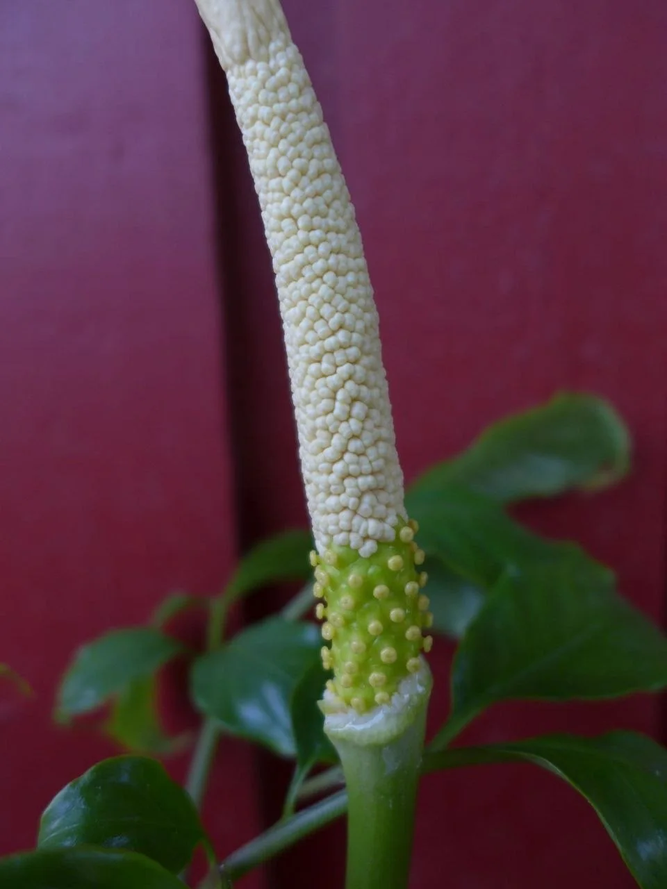 Amorphophallus aff. beccarii