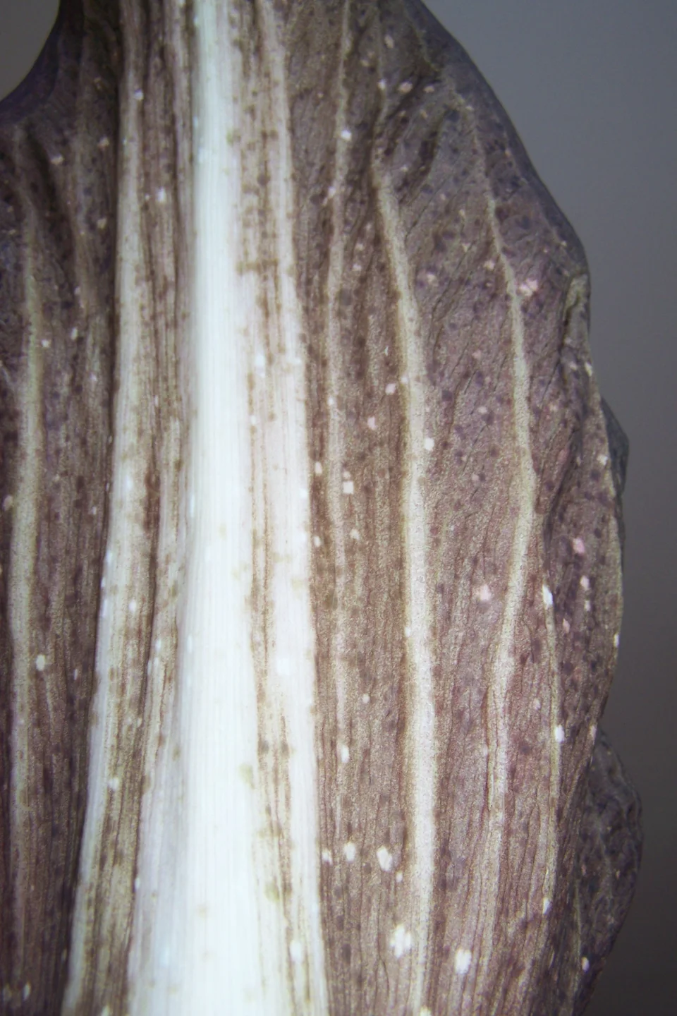 Amorphophallus dactylifer