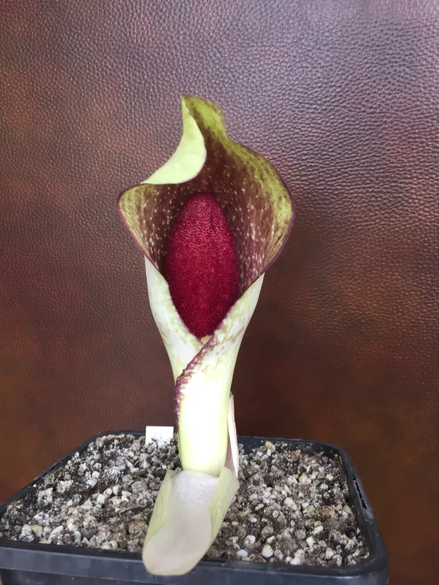 Amorphophallus fornicatus