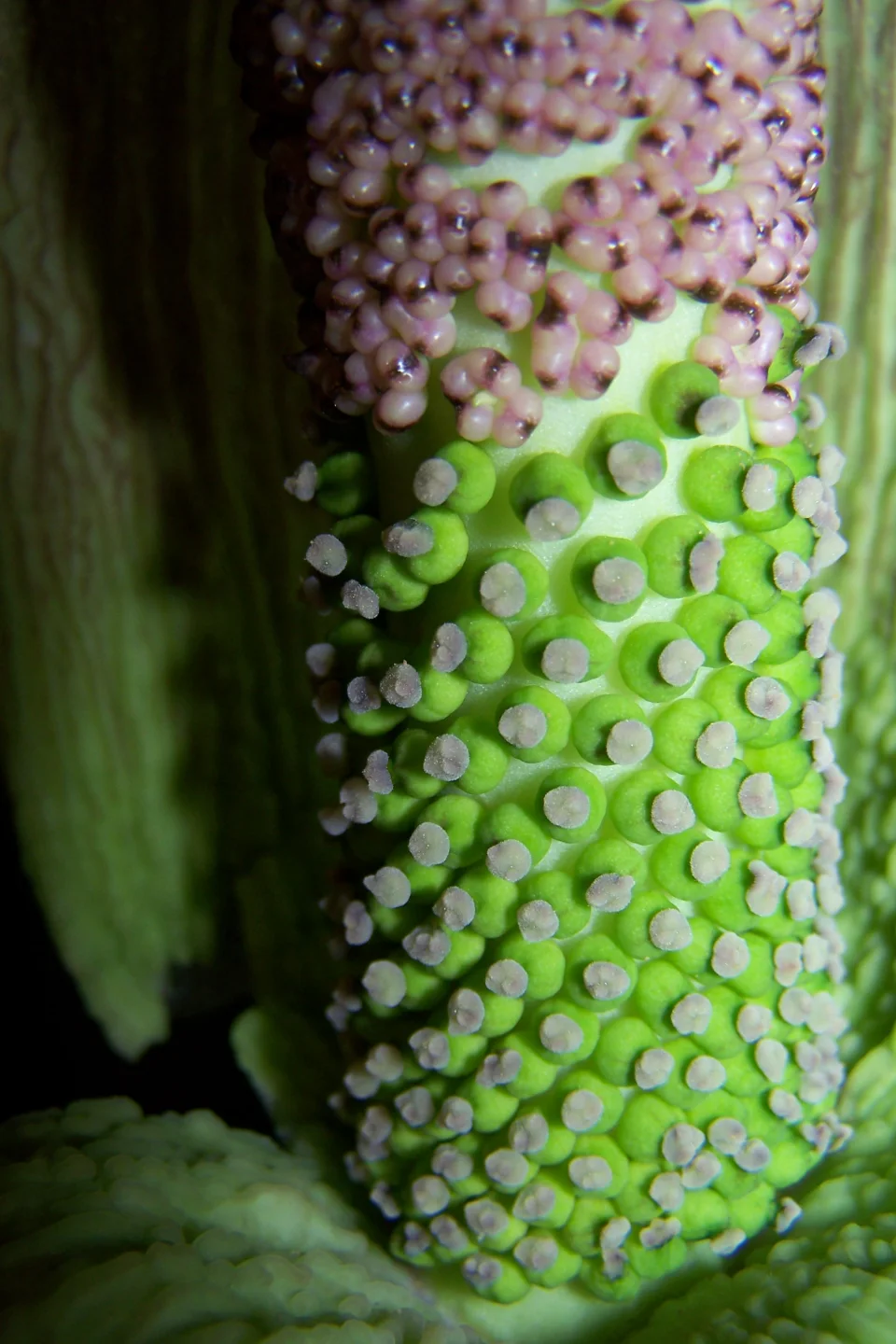 Amorphophallus taurostigma