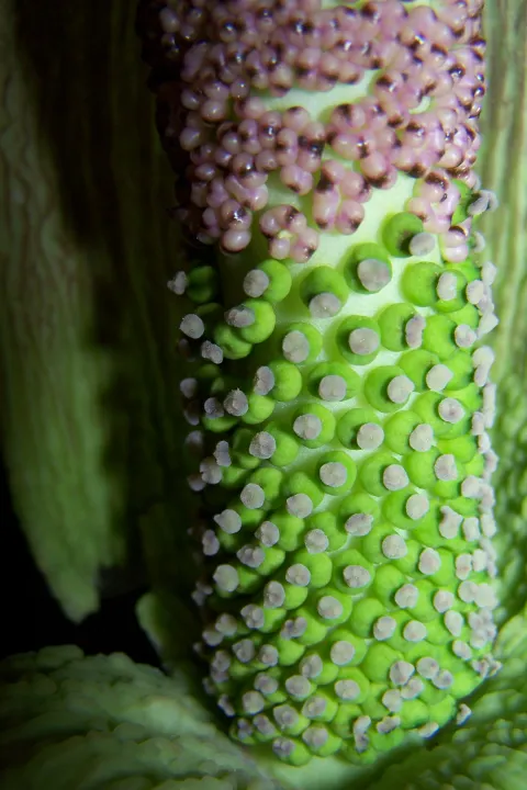 Amorphophallus taurostigma