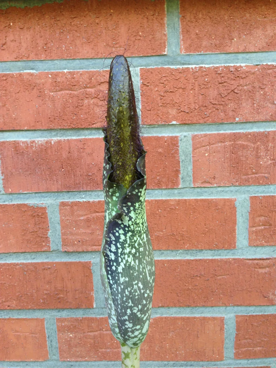 Amorphophallus hirtus