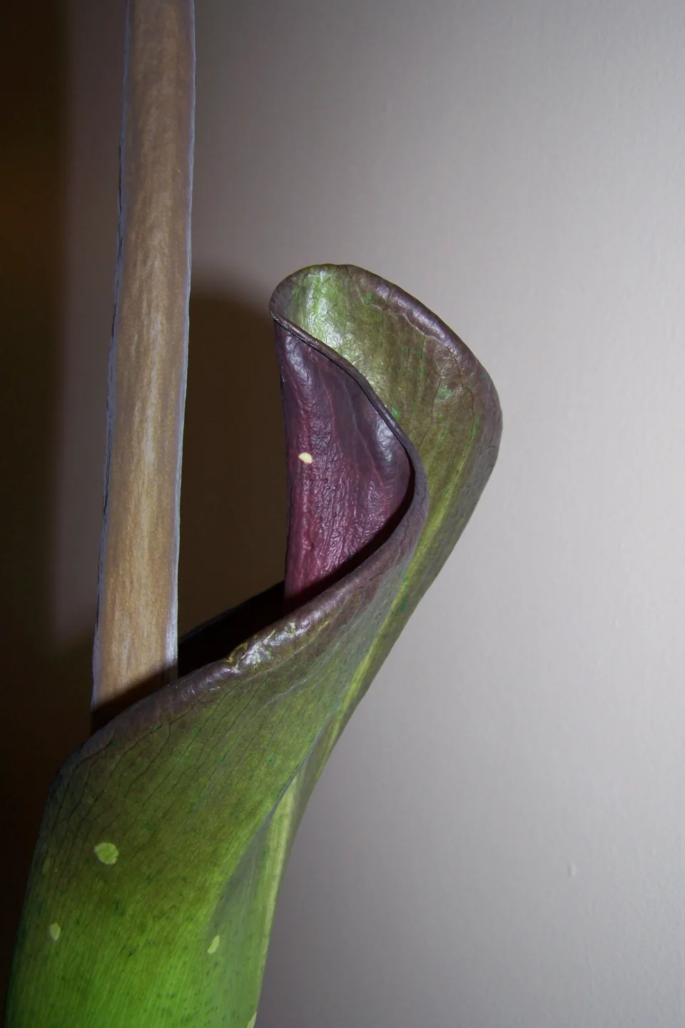 Amorphophallus borneensis